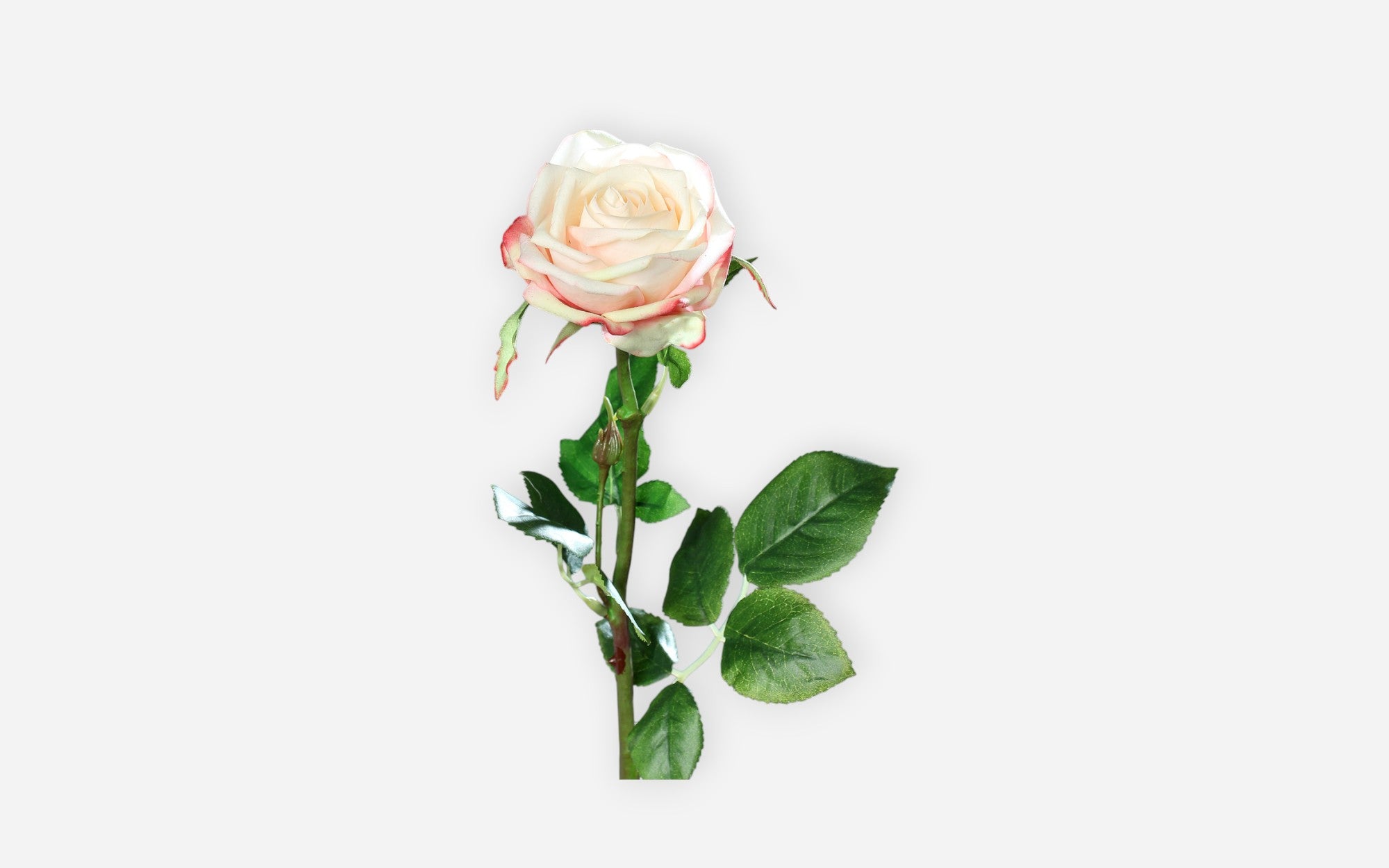 54680355 02 - Image