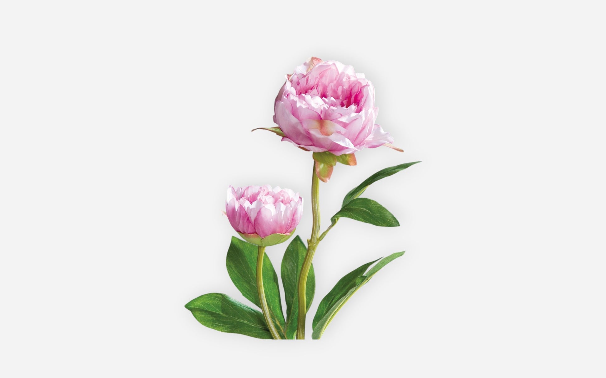 54680358 02 - Image