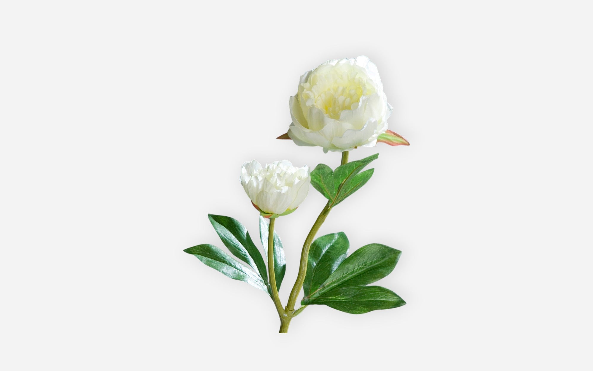 54680358 - Image