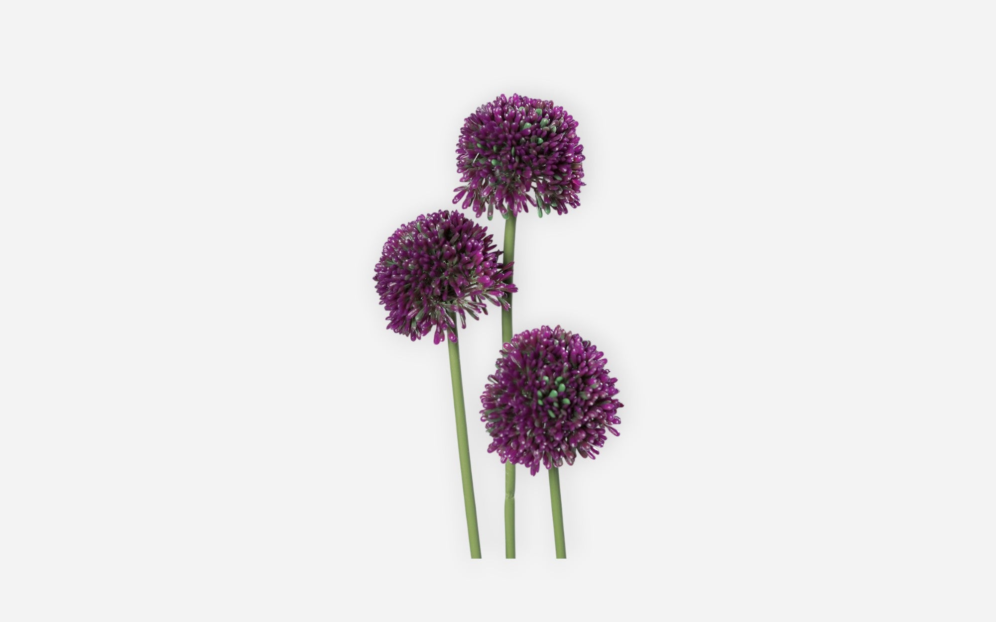 54680363 00 - Image