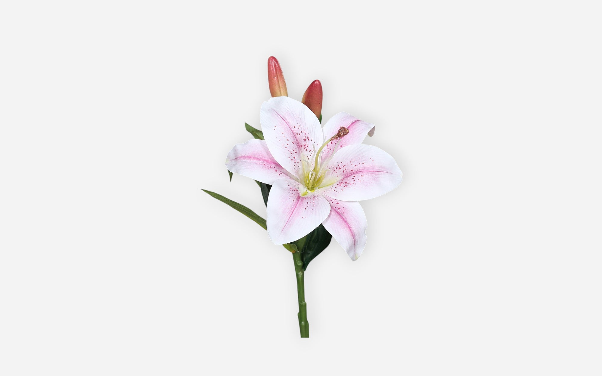 54680776 02 - Image