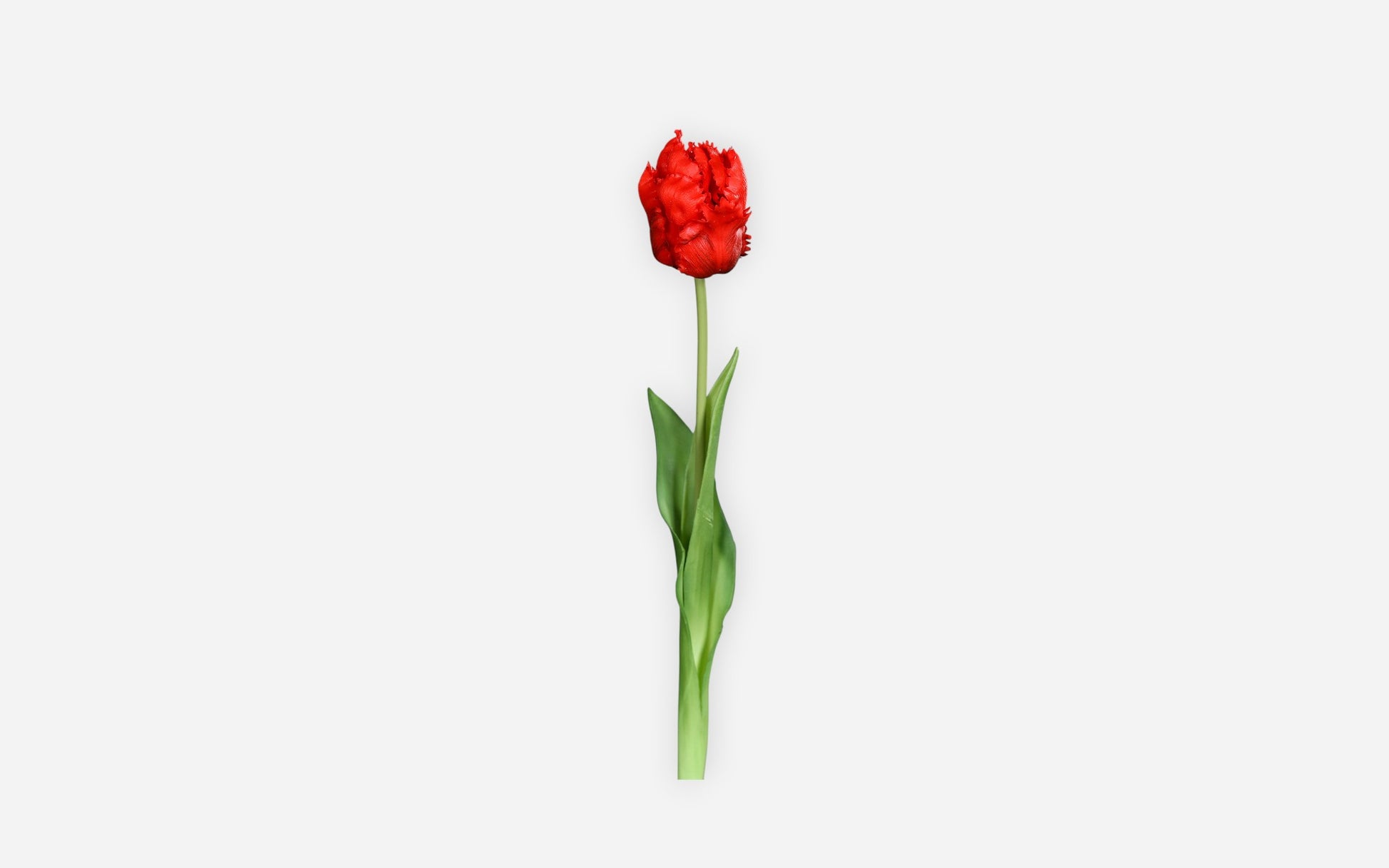 54680898 01 - Image