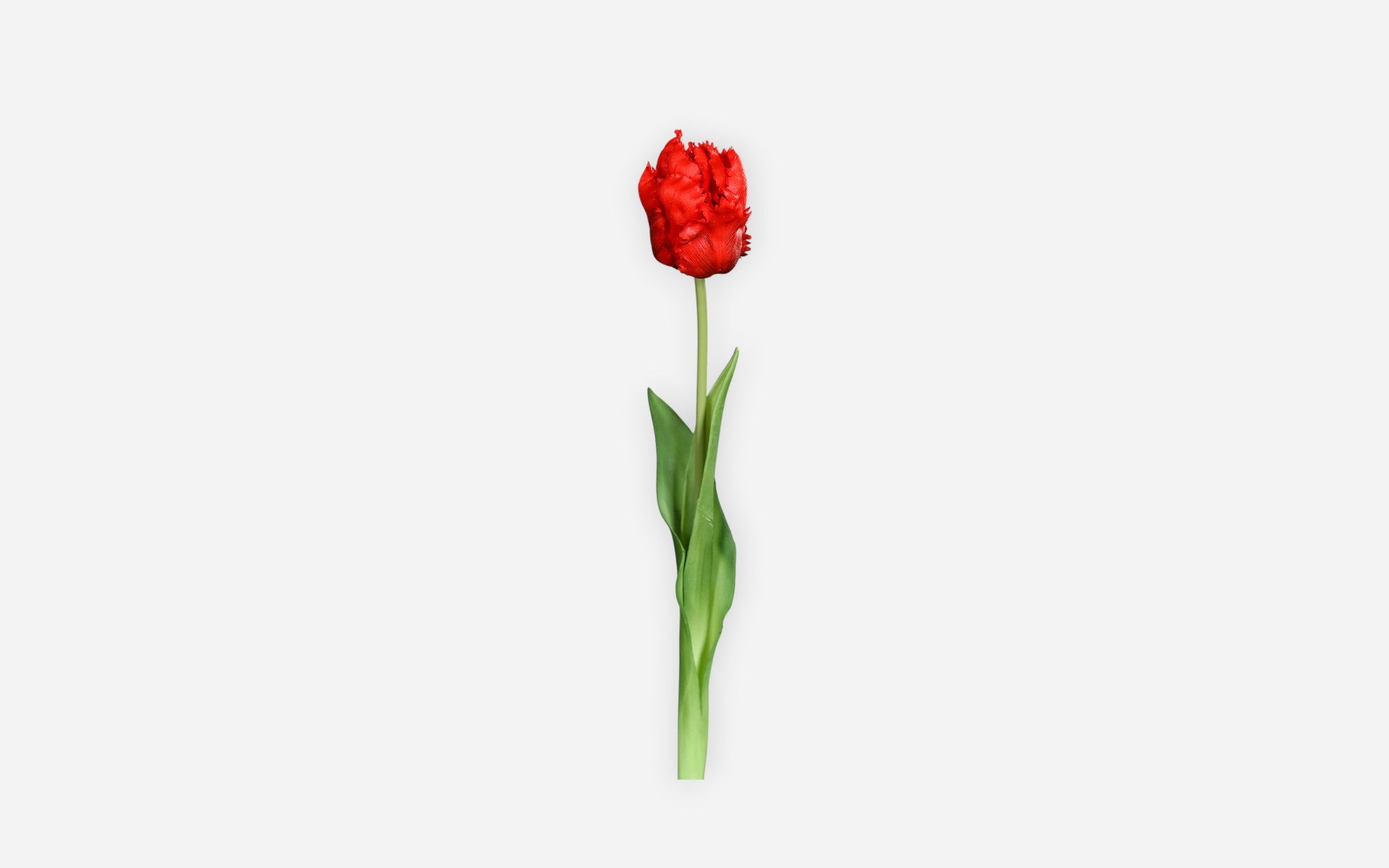 54680898 01 - Image