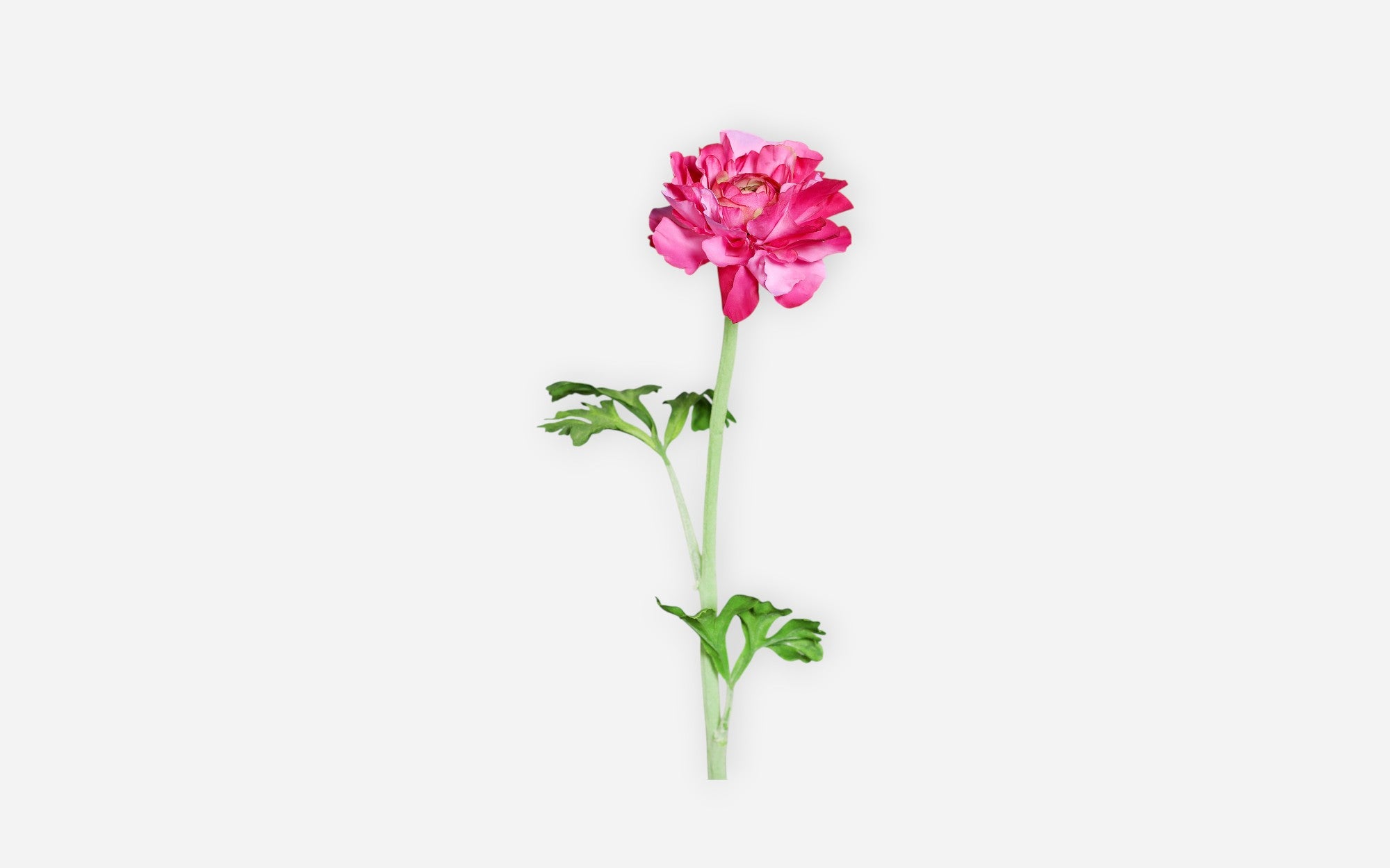 54680985 01 - Image