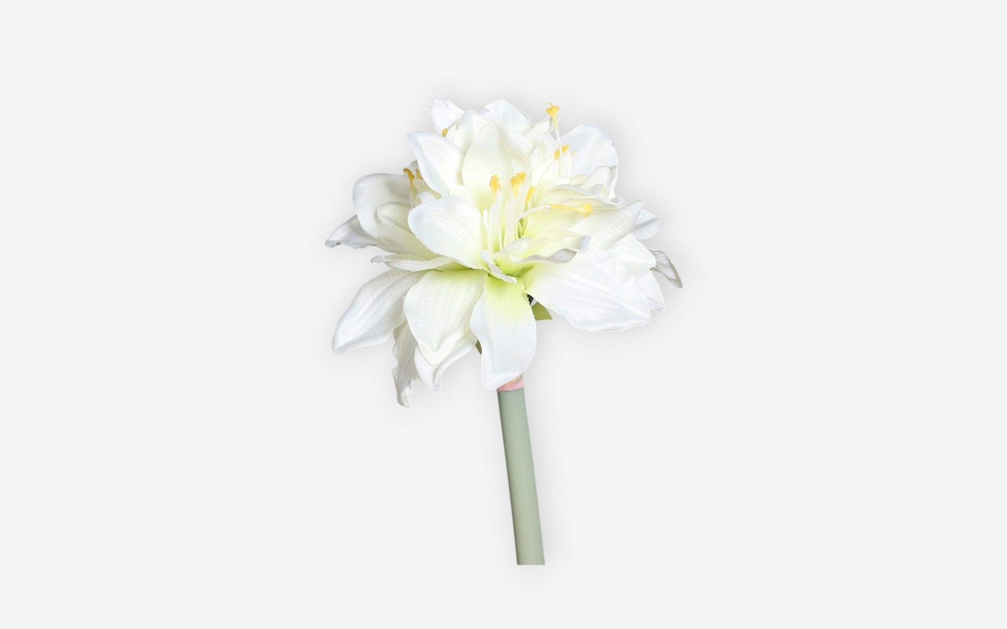 54681054 01 - Image