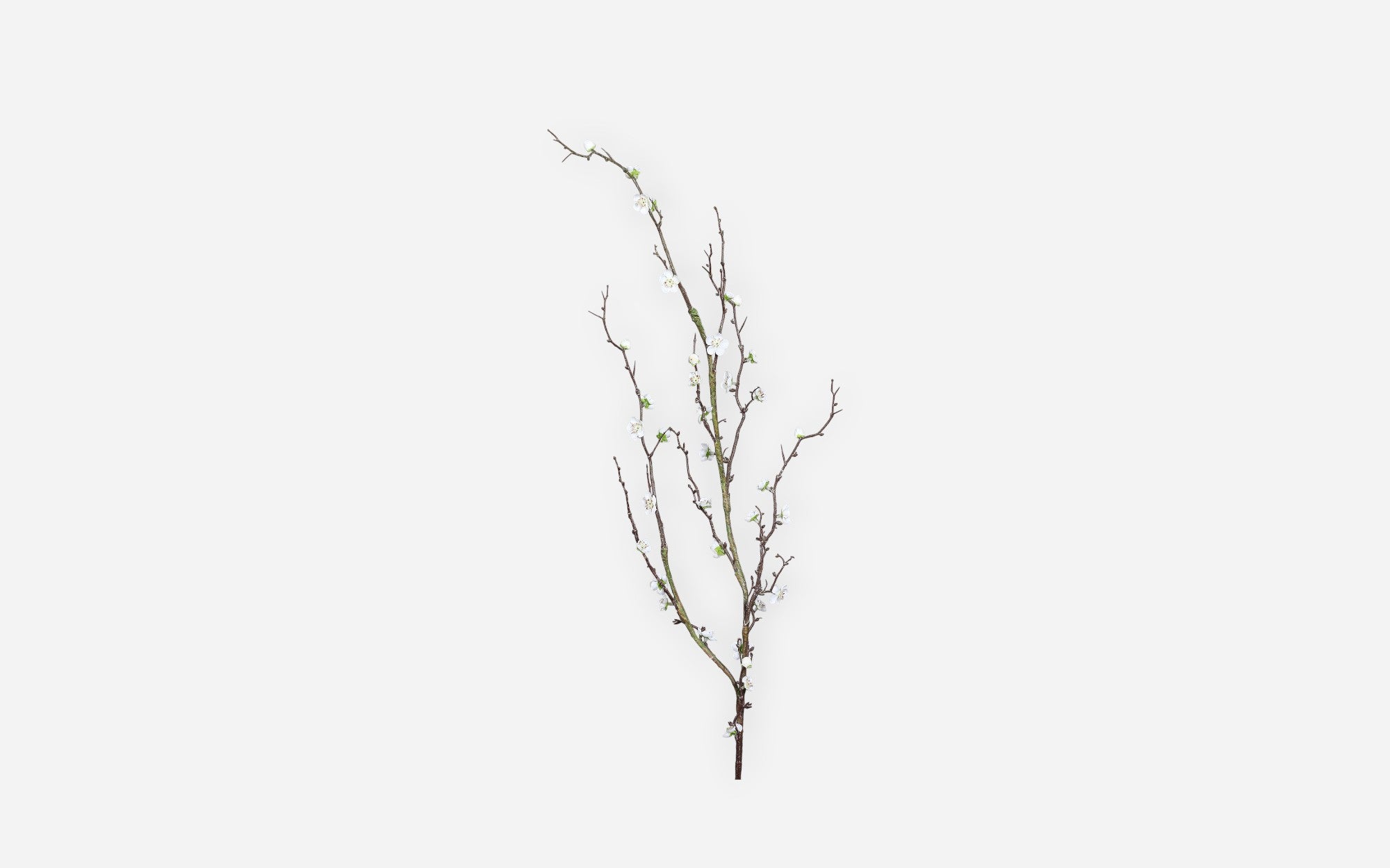 54681114 01 - Image