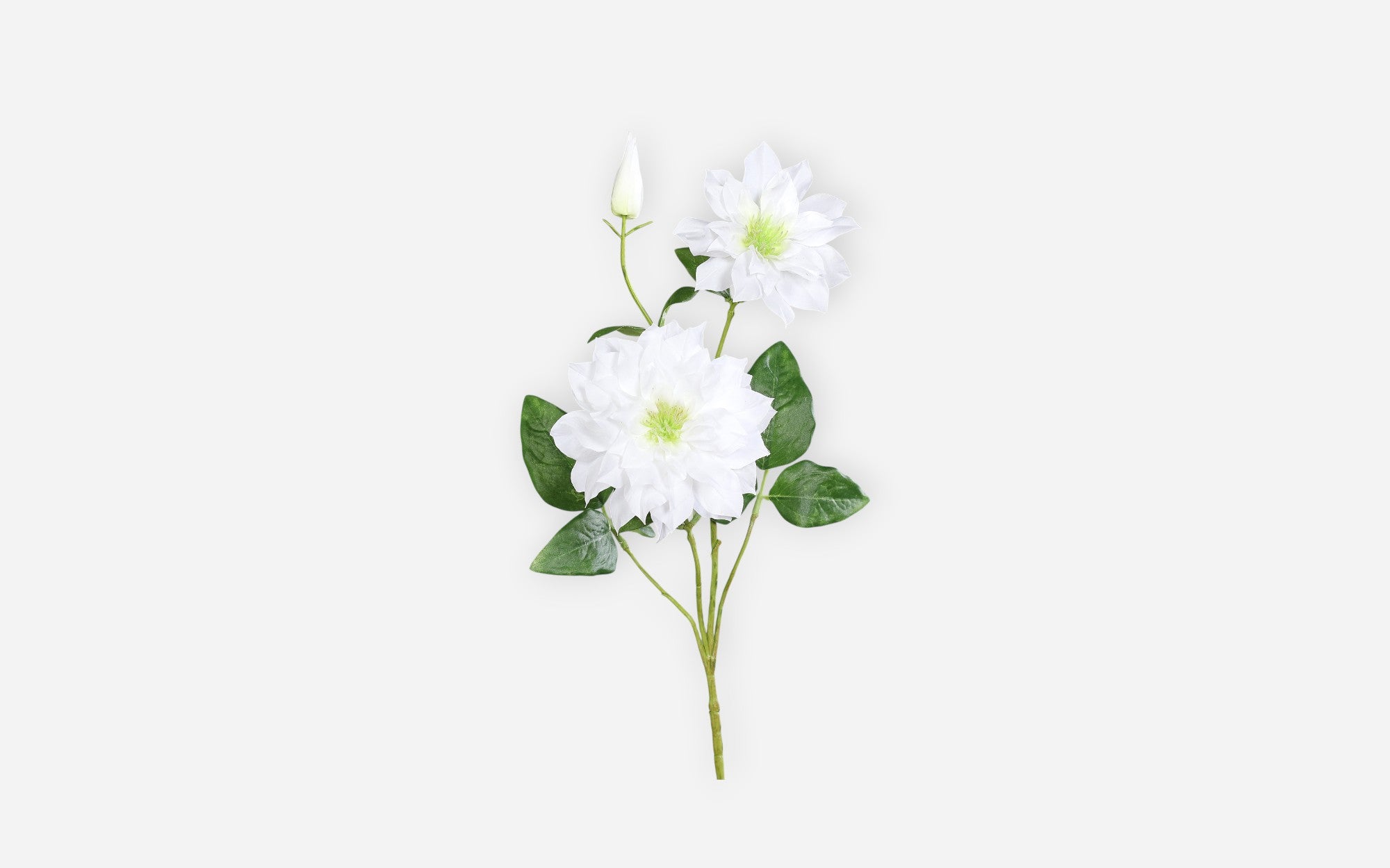 54681130 02 - Image