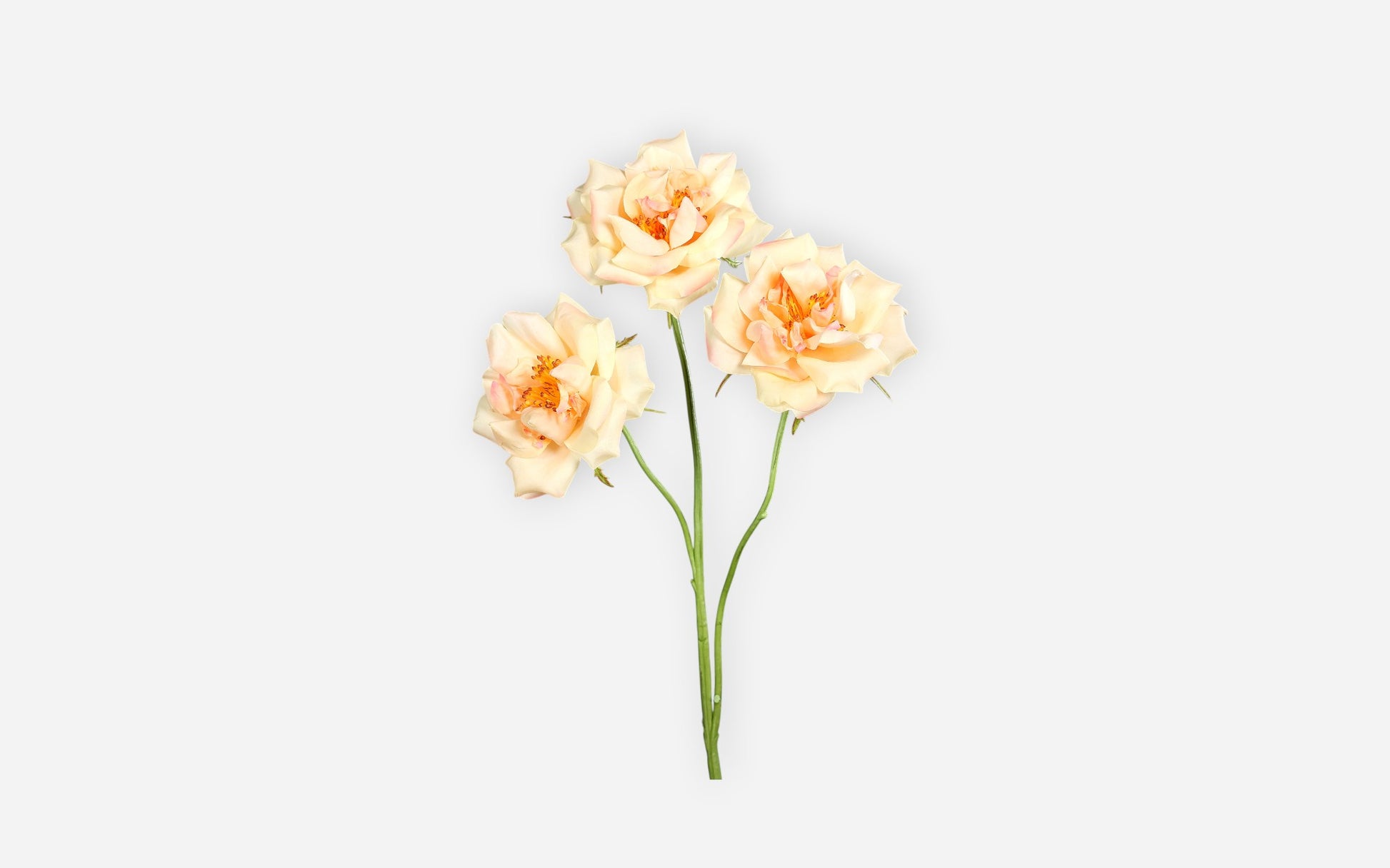 54681138 03 - Image