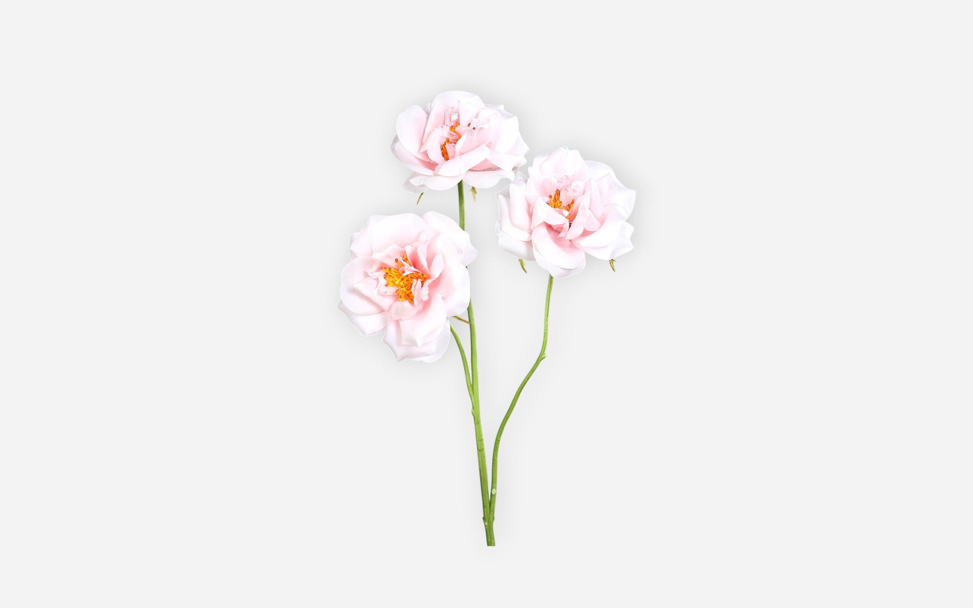 54681138 04 - Image
