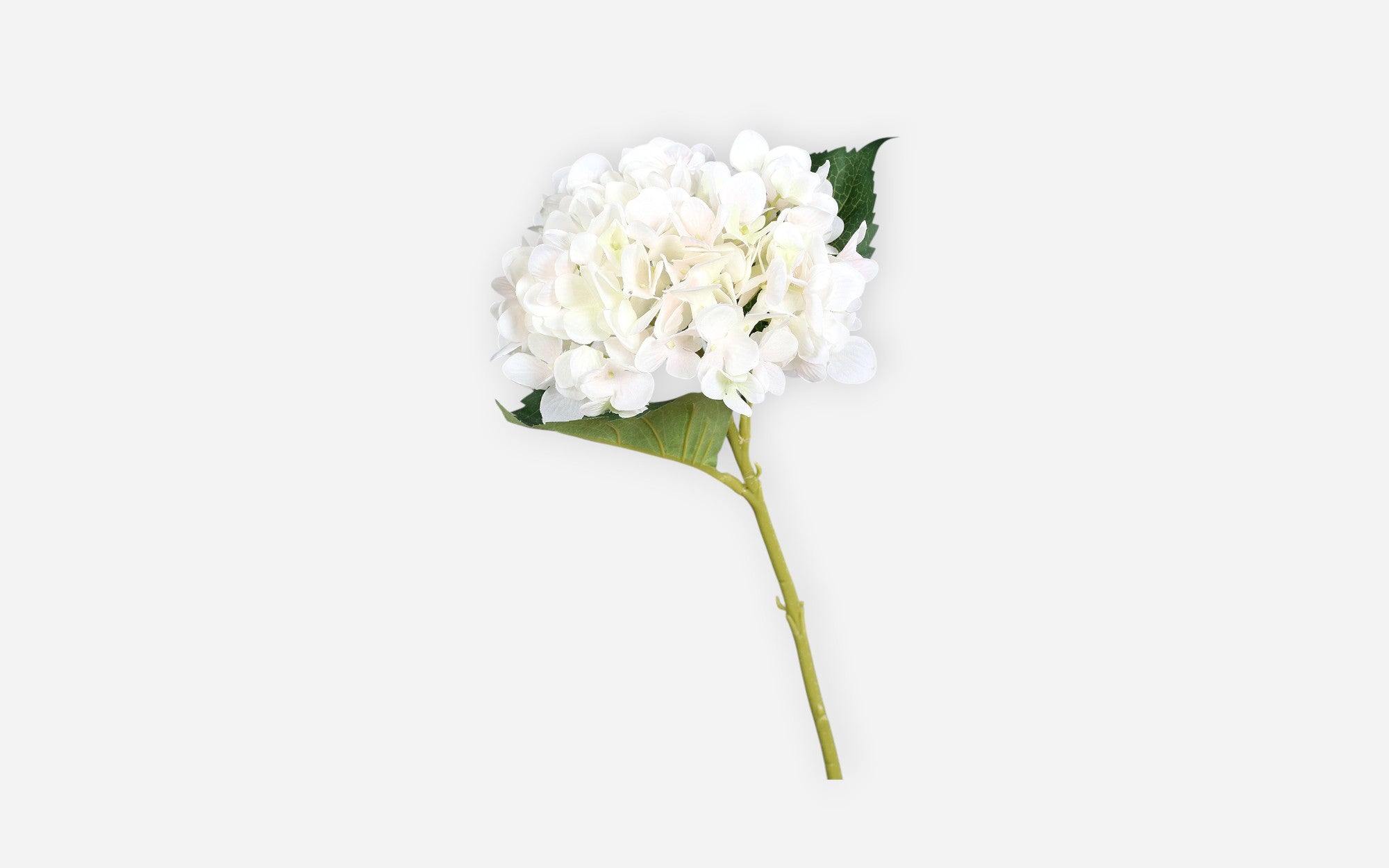 54681147 02 - Image