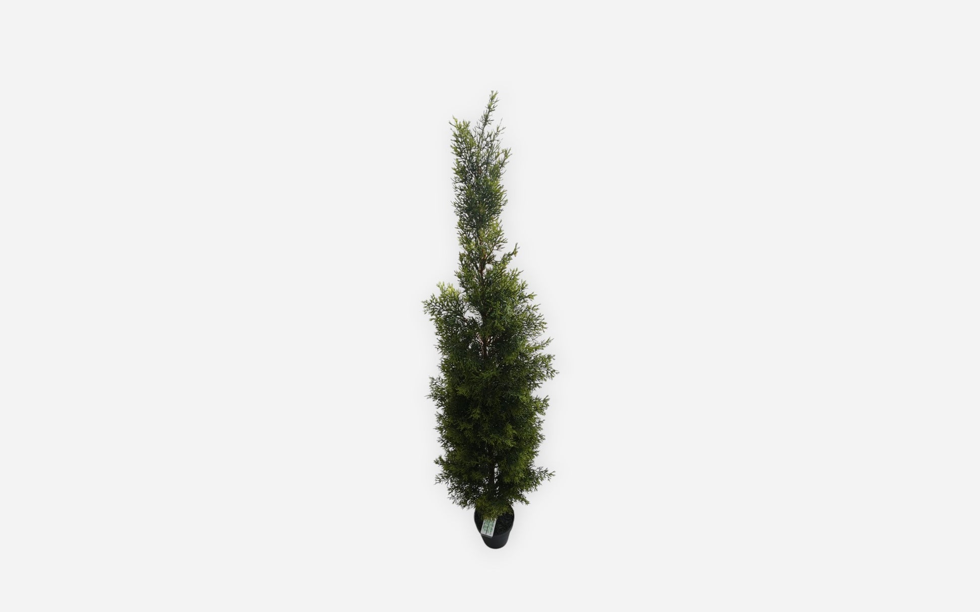 54681173 02 - Image